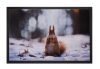 Lábtörlő, nyomtatott mintás, Image "018" Mókus 40x60cm