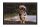 Lábtörlő, nyomtatott mintás, Image "019" Dog 40x60cm