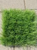 PALERMO, 40mm műfű, sűrű, élethű, 200cm